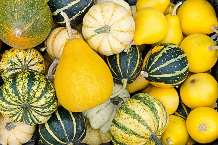 Edible Squash Varieties