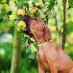 5 Pet-Friendly Fruits For Your Dog 5 Pet-Friendly Fruits For Your Dog