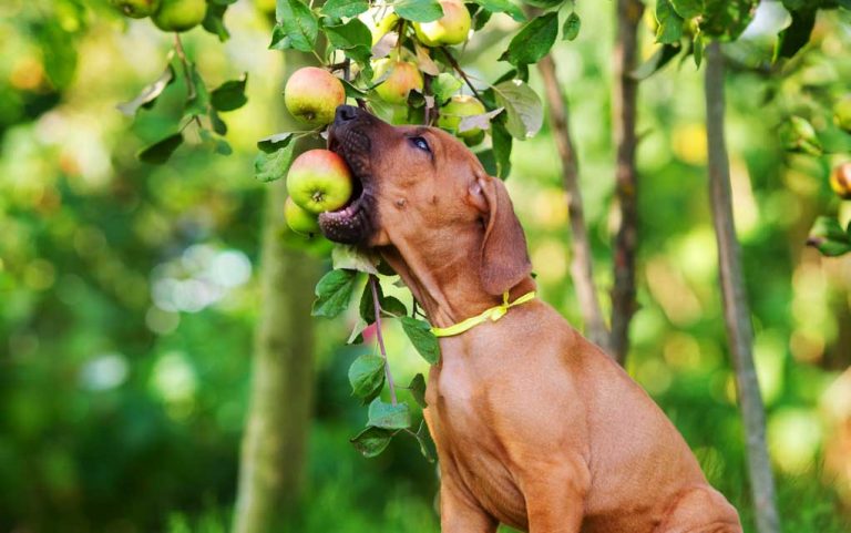 Можно собакам яблоки свежие. Собака с яблоком. Собака ест яблоко. Собака яблоко фото есть. Можно собаке есть манго.