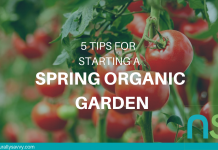 5 Great Tips for Starting a Spring Organic Garden 5 Tips For an Organic Garden