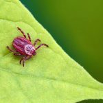 5 or More Bugs You May Be Eating Every Day 5 or More Bugs You May Be Eating Every Day
