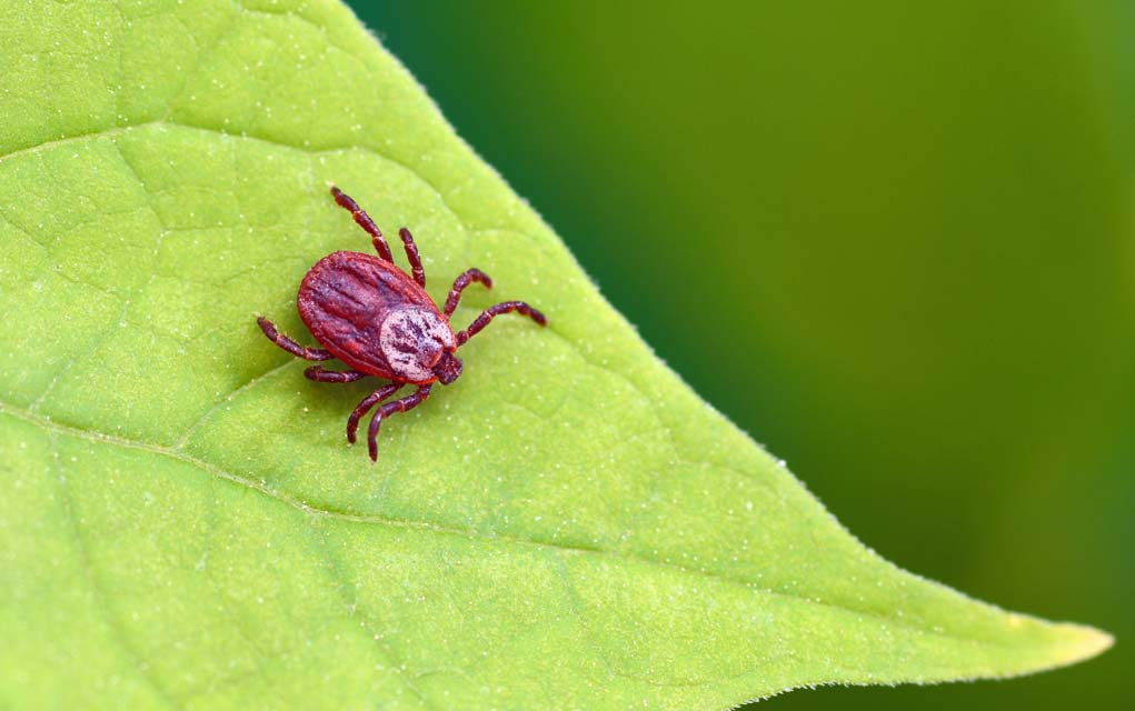 Thrips – one of most feared and widespread sap-sucking pests