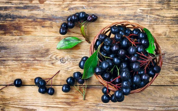 Are Aronia Berries the Newest Superfoods?