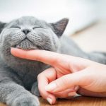 Cleaning Tips: Removing Cat Hair from the Air Cleaning Tips: Removing Cat Hair from the Air