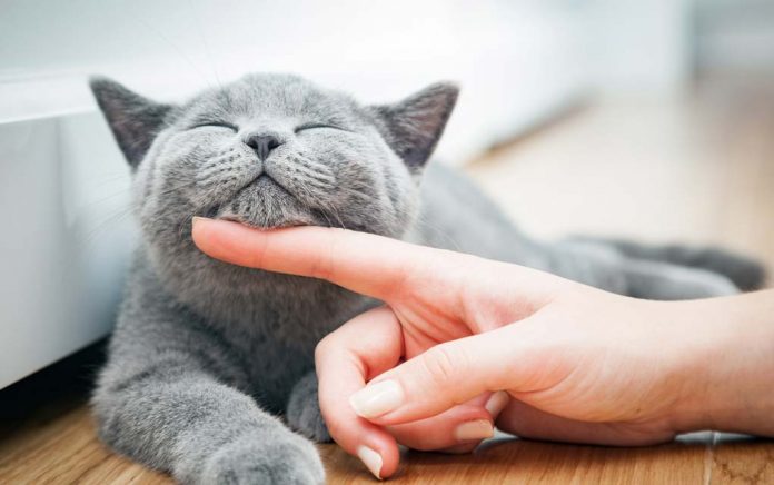 Consigli per la Pulizia: Rimozione dei Capelli del Gatto dall'Aria