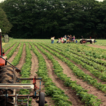 How Costco is Investing in Organic Farmers How Costco is Investing in Organic Farmers
