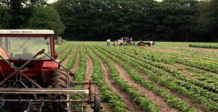 How Costco is Investing in Organic Farmers 