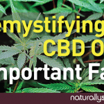 Demystifying CBD Oil (Cannabinoid): 7 Important Facts Demystifying CBD Oil (Cannabinoid): 7 Important Facts