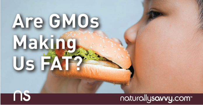 Are GMOs Making Us Fat? 