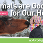 11 Outstanding Ways Animals are Good for Our Health 11 Outstanding Ways Animals are Good for Our Health