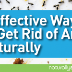 5 Effective Ways to Get Rid of Ants Naturally 5 Effective Ways to Get Rid of Ants Naturally