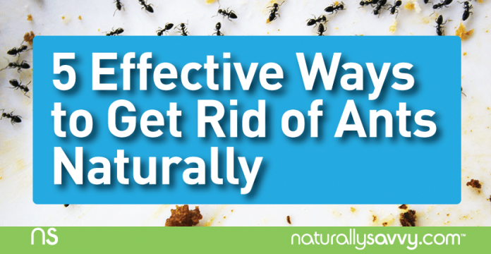 5 Effective Ways to Get Rid of Ants Naturally 