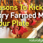 5 Reasons To Kick Factory Farmed Meats Off Your Plate 5 Reasons To Kick Factory Farmed Meats Off Your Plate