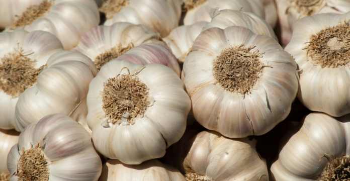 garlic and blood pressure