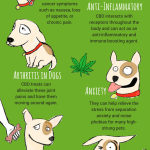What You Need to Know About CBD Oil for Dogs What You Need to Know About CBD Oil for Dogs 2
