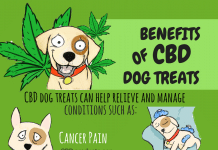 What You Need to Know About CBD Oil for Dogs What You Need to Know About CBD Oil for Dogs 2