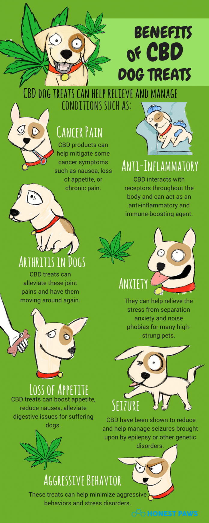 What You Need to Know About CBD Oil for Dogs 2