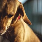 How To Bury Your Pet, Naturally How To Bury Your Pet, Naturally