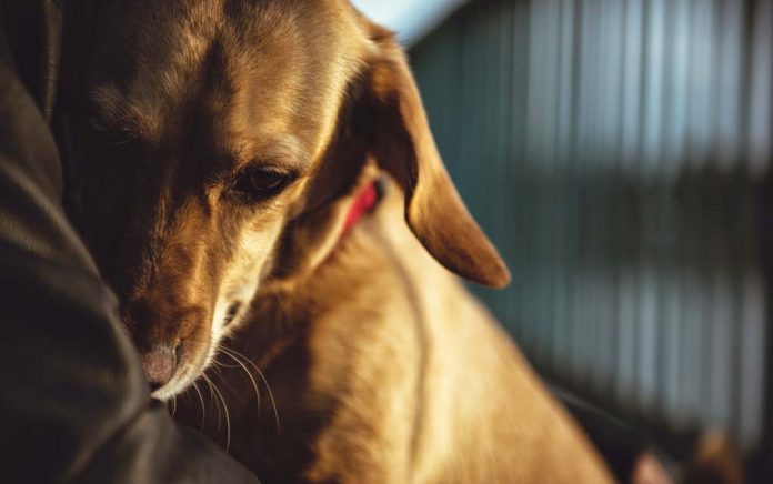 How To Bury Your Pet, Naturally How To Bury Your Pet, Naturally
