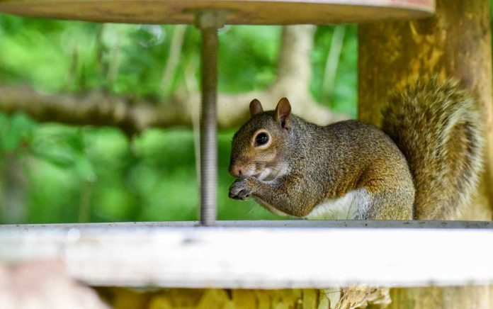 How to Build a Squirrel-Proof Enclosure for Your Vegetable Garden