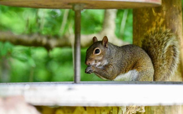 How To Build A Squirrel Proof Enclosure For Your Veggie Garden