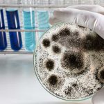 How to Get Rid of Black Mold for Good How to Get Rid of Black Mold for Good
