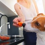How to Introduce Your Dog to Raw Food How to Introduce Your Dog to Raw Food