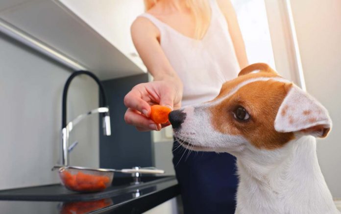 How to Introduce Your Dog to Raw Food