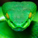 I Dreamt A Snake Was Chasing Me