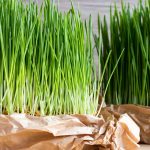 Is Wheat Grass Safe For Kids? Is Wheat Grass Safe For Kids?