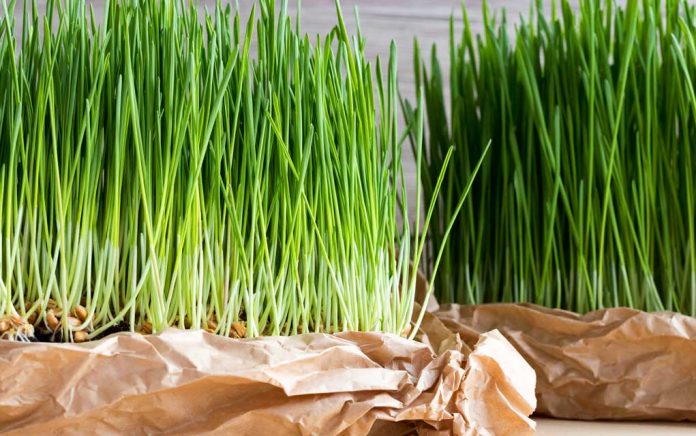 Is Wheat Grass Safe For Kids?