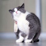 My Cat has an Itching Problem. What can I do? My Cat has an Itching Problem. What can I do?