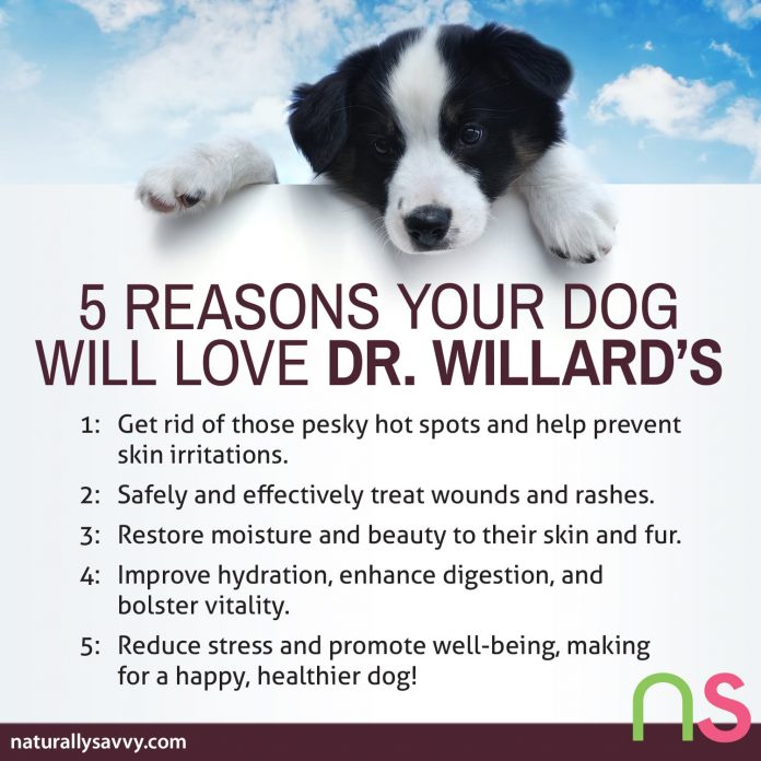 5 Reasons Your Dog Will Love Dr. Willard's 