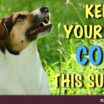 Keep Your Pets Cool This Summer Keep Your Pets Cool This Summer