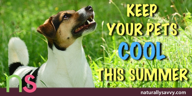 Keep Your Pets Cool This Summer 