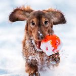Road Salt is Toxic to Pets Road Salt is Toxic to Pets