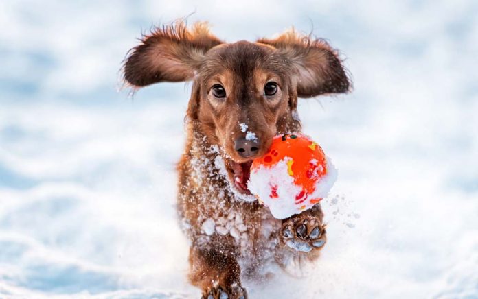 Road Salt is Toxic to Pets