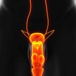 Testicular Anatomy & Health Testicular Anatomy & Health