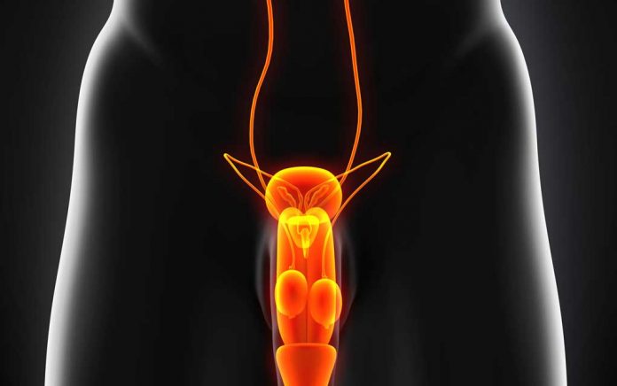 Testicular Anatomy & Health