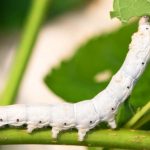 The Amazing Serrapeptase Benefits to Your Health The Amazing Health Benefits of Serrapeptase
