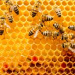 The Health Benefits of Bee Pollen and Royal Jelly The Health Benefits of Bee Pollen and Royal Jelly