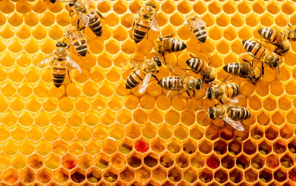 The Health Benefits Of Bee Pollen And Royal Jelly