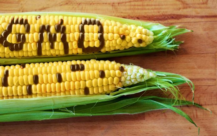 Top 10 Reasons to Avoid GMOs