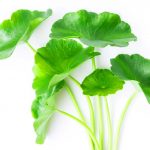 Top 5 Herbs for Fighting Fatigue Top 5 Herbs for Fighting Fatigue