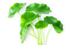 Top 5 Herbs for Fighting Fatigue Top 5 Herbs for Fighting Fatigue