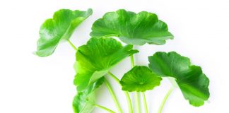 Top 5 Herbs for Fighting Fatigue