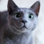 Treat Your Pet's Ear and Eye Infections Naturally Treat Your Pet’s Ear and Eye Infections Naturally