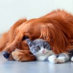 Treat Your Pet's Periodontal Disease Naturally Treat Your Pet’s Periodontal Disease Naturally