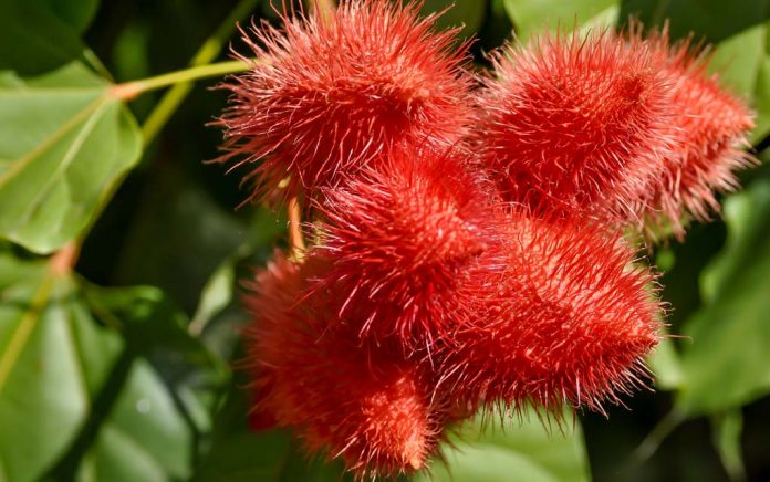 What Is Annatto A Natural Food Coloring Exposed