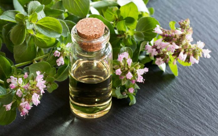Why You Need Oil of Oregano for Cold and Flu Season